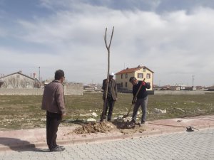 Eskil Belediyesi Ağaçlandırma Çalışmalarına Başladı