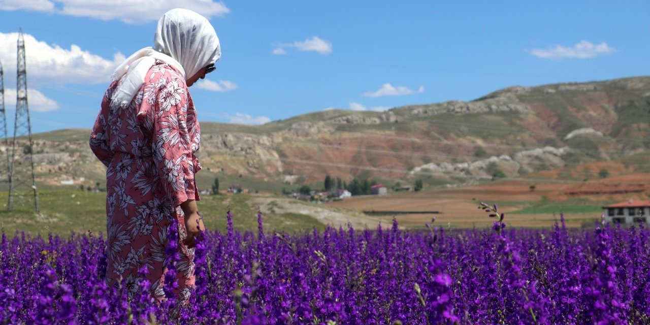 Mor çiçek tarlaları göz kamaştırıyor