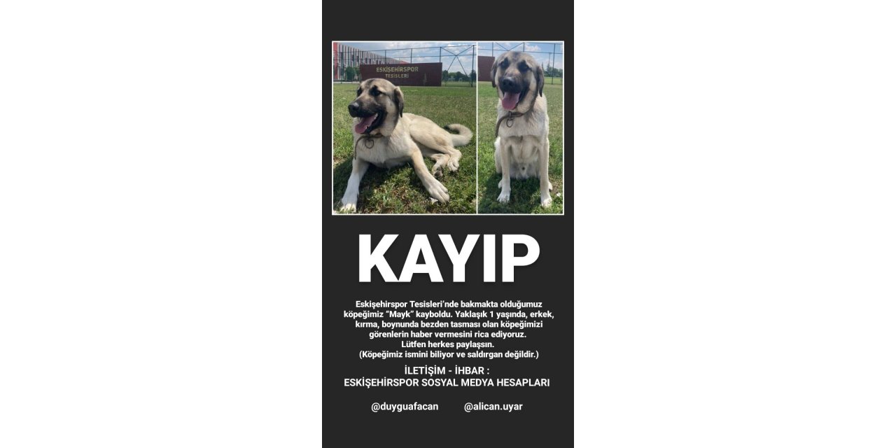 Eskişehirspor’un köpeği kayboldu