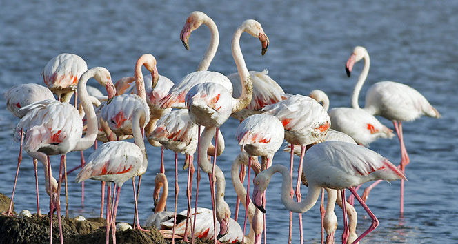 Başkan Belgemen, "Tuz Gölü'nün Eskil Sınırlarında Flamingo Ölümlerine Rastlanmamıştır"