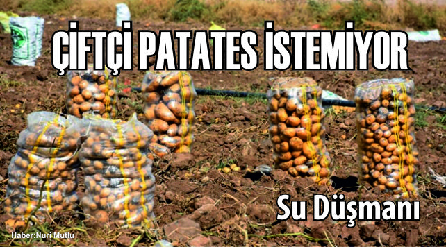 Eskilli Çiftçi Bölgede Patates Ekimi İstemiyor