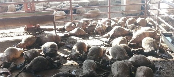 Ağıla giren köpekler 50 koyunu telef ederken, 30'unu da yaraladı