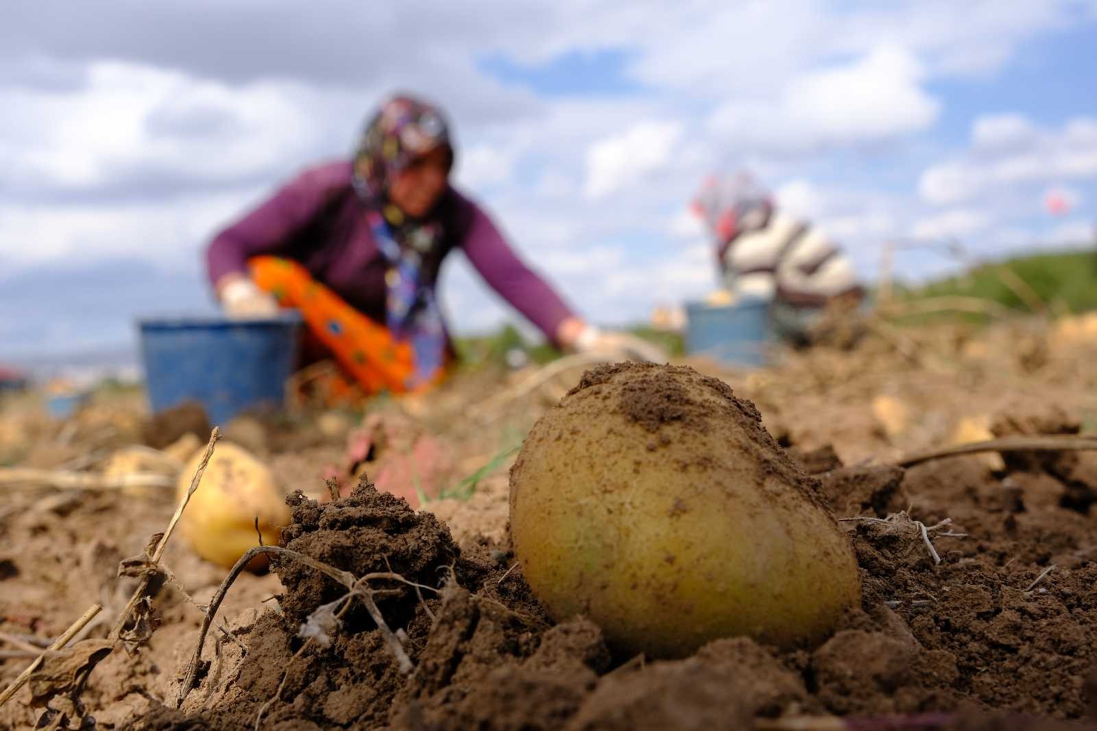 Bu Gübreyle 10 Dönüm Alandan 30 Ton Patates Alındı