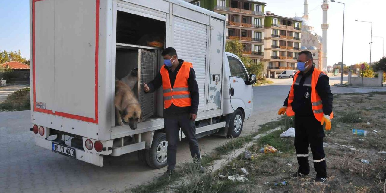 Akşehir Belediyesi sahipsiz sokak hayvanlarını kısırlaştırıyor!