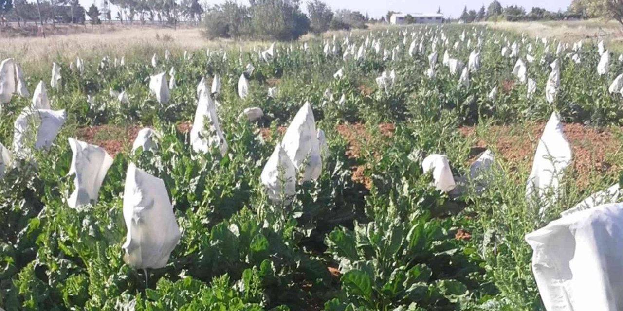 Konya Selçuk Üniversitesi yerli pancar ve ayçiçeği hibrit tohumu geliştirdi