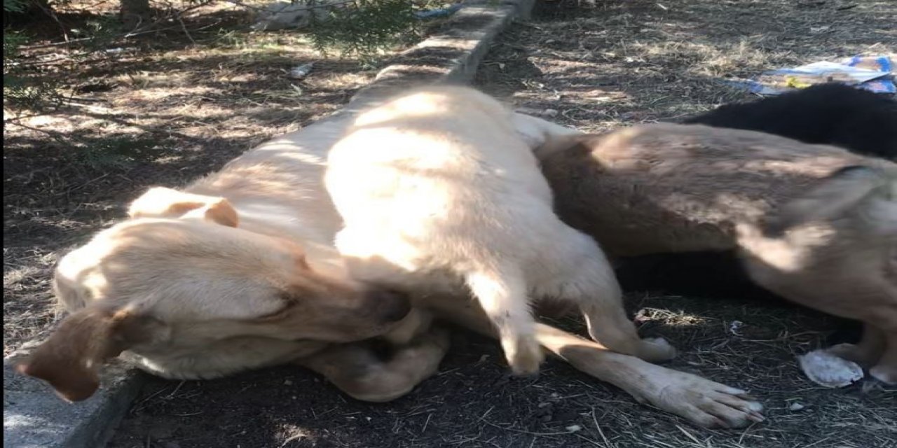 Köpek Deyip Geçme! Önce Yavrusu İçin Çırpındı Sonra Adeta Sevinç Gösterisinde Bulundu