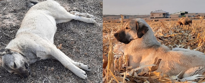 Bu mu insanlık, bu mu komşuluk! Ne istediniz sessiz candan!