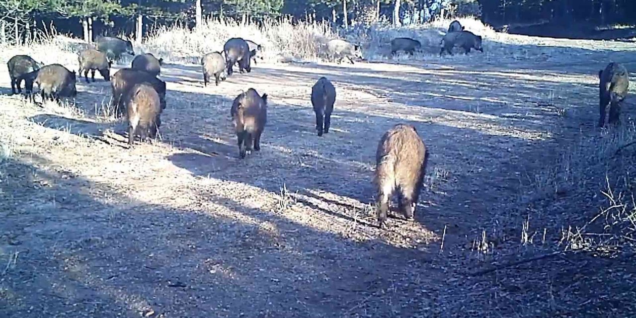 Yaban Hayatı Fotokapana Yansıdı!