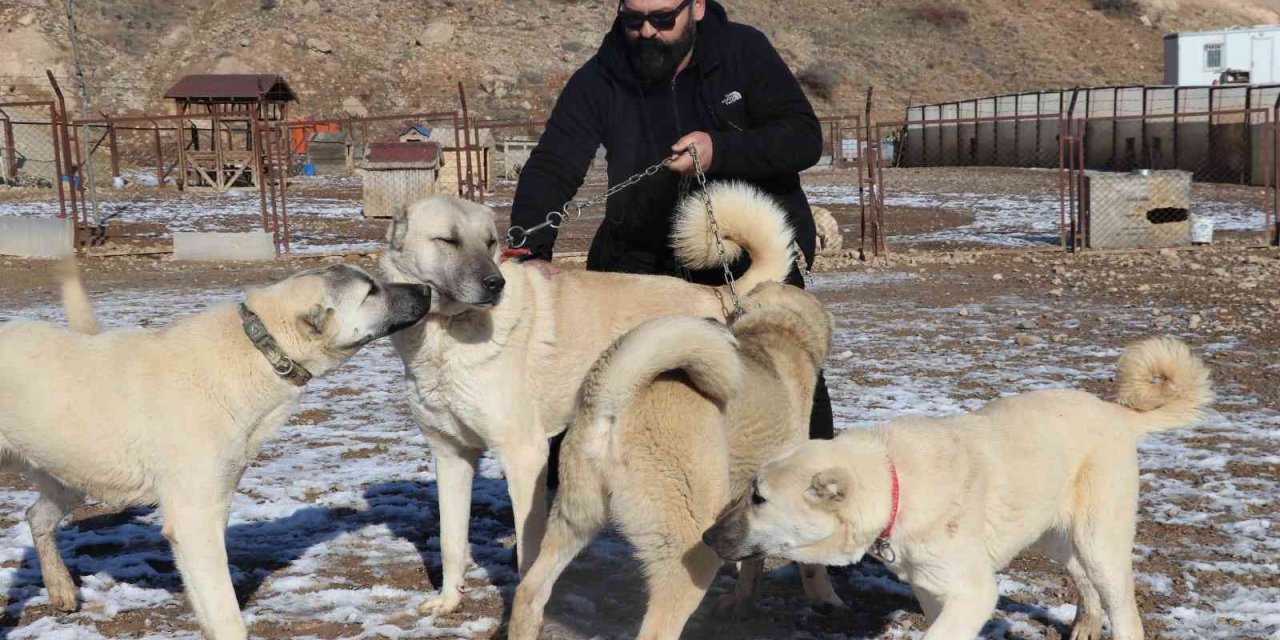 Uzman Görüşü, "Pitbullar İnsan Elinde Katilleşiyor!"