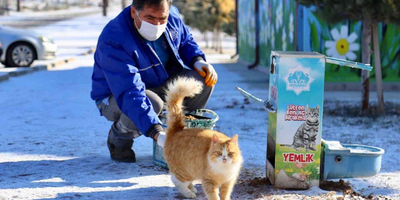 Aksaray Belediyesi zorlu kış günlerinde sokak hayvanlarını unutmadı