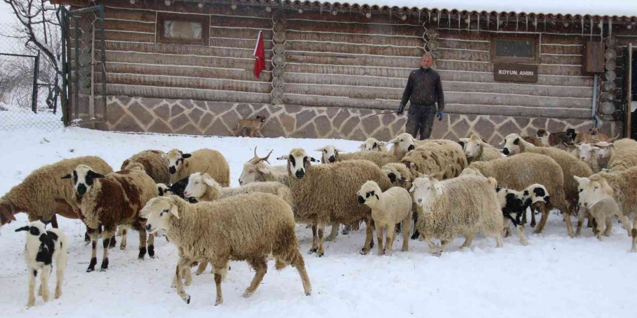 Hayvanlar karın keyfini çıkarttı