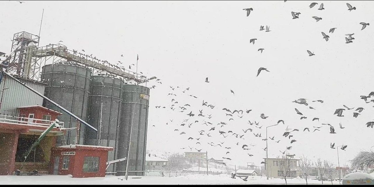 Un fabrikası çatısında onlarca güvercini besliyorlar