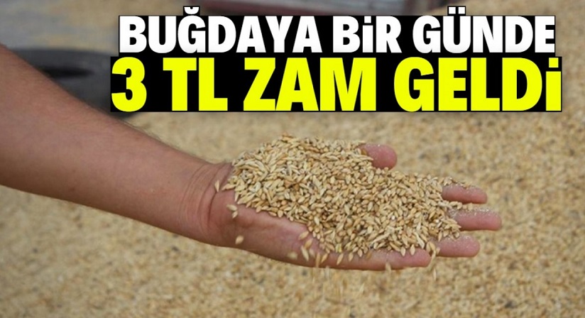 Buğday fiyatları yükselişe geçti