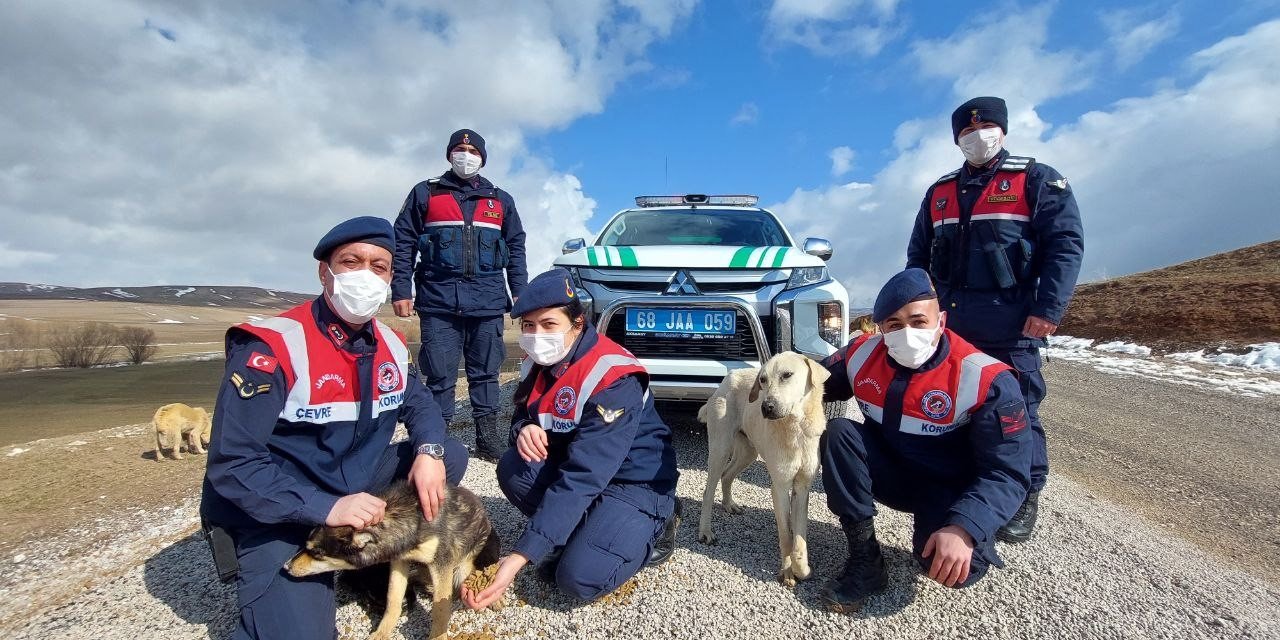 Jandarma sokak hayvanlarını yalnız bırakmıyor