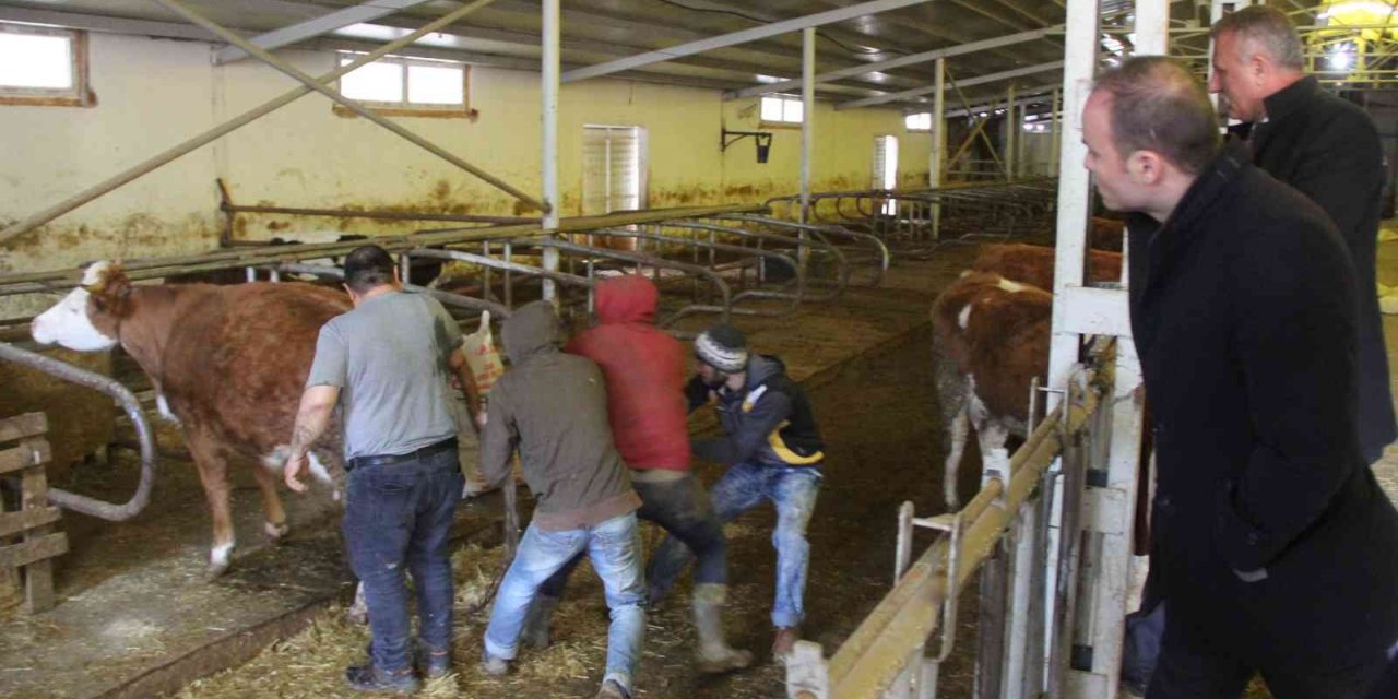 Projenin ilk buzağıları dünyaya geldi, kaymakam doğuma şahit oldu