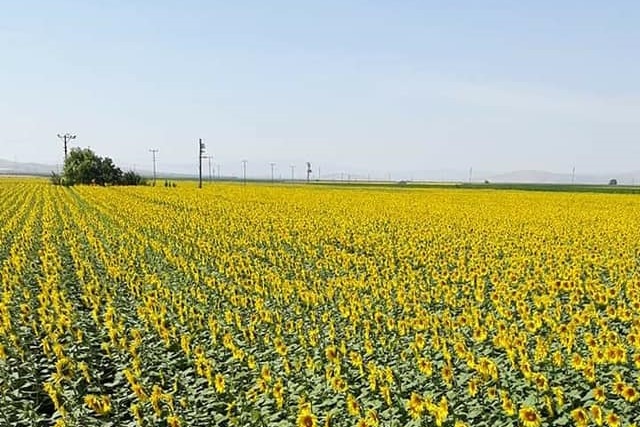 Bir an önce yağlık ayçiçeğinde alım fiyatı açıklanmalı