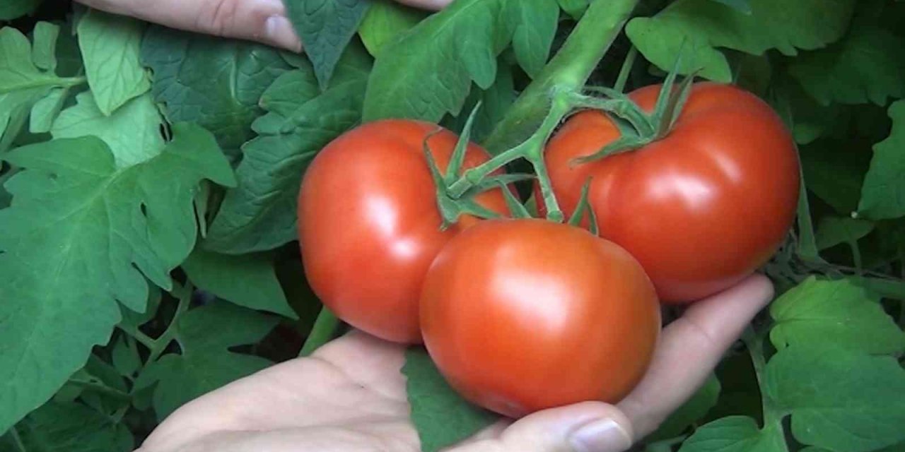 Protokol imzalandı, çiftçilerin ekonomisine can katacak: 10 ülkeye ihracat edilecek