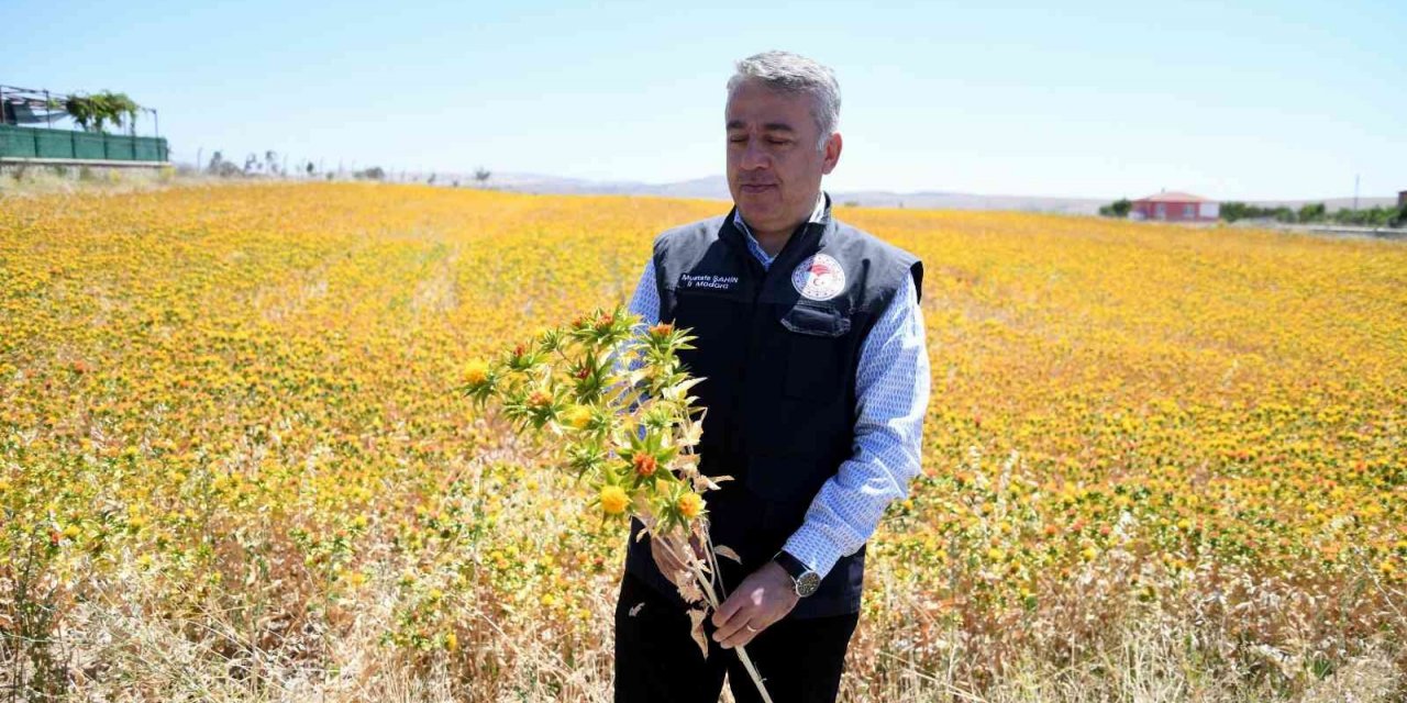 Kayseri aspir merkezi oldu