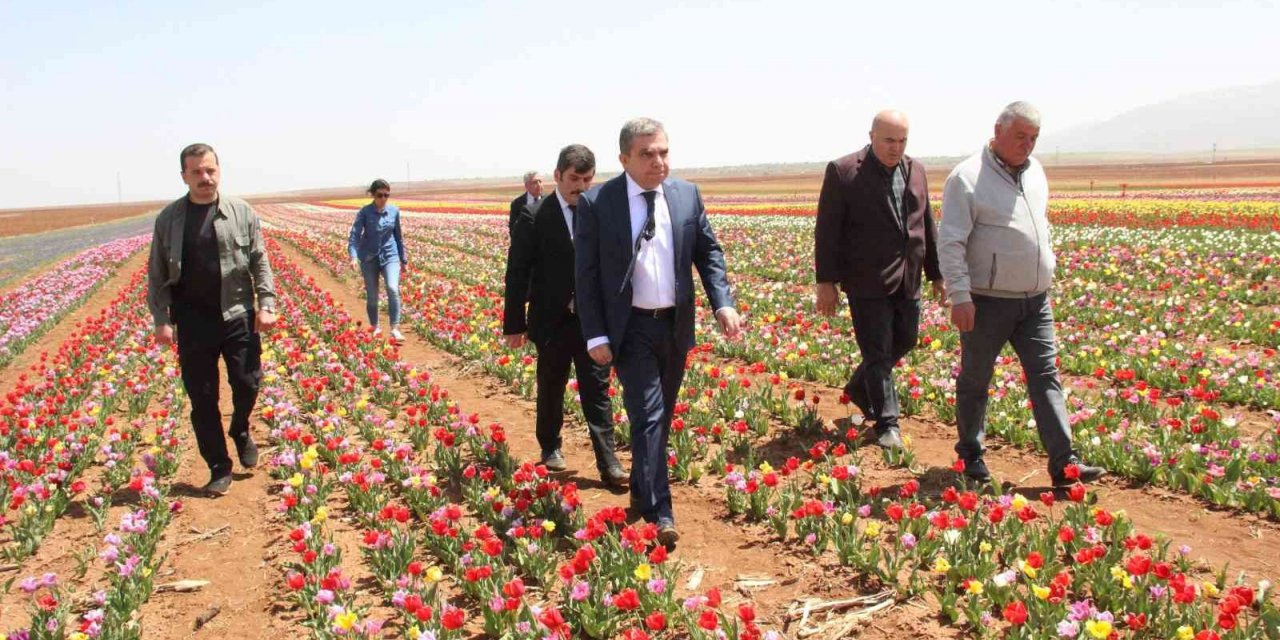 Açan laleler tarlayı renk cümbüşüne çevirdi