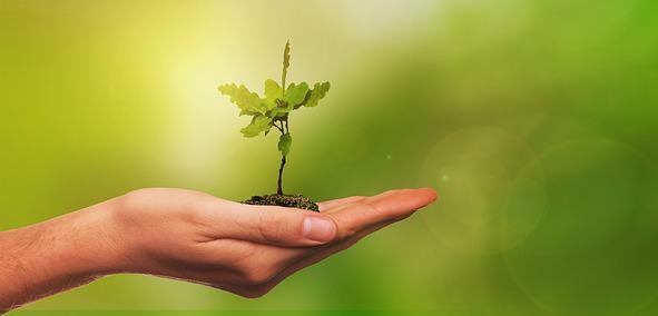 Hangi Bitkiyi Yetiştirmeliyim? Çok Sevilen Ev Çiçekleri Nelerdir?