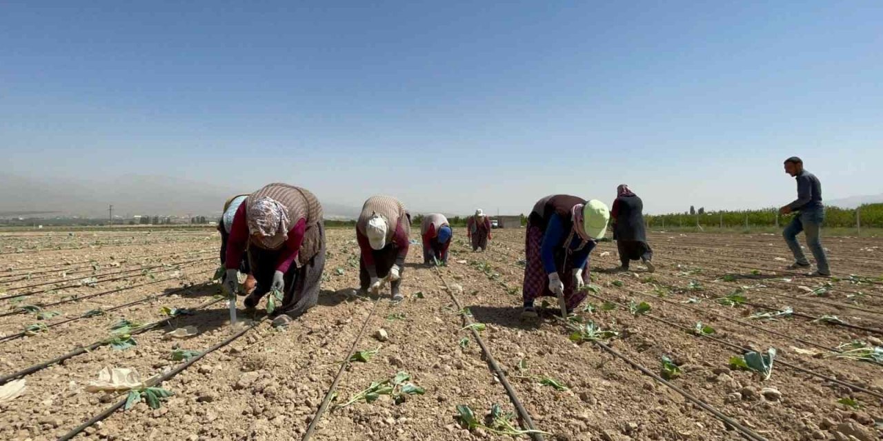 Niğde’de beyaz lahana dikimi başladı