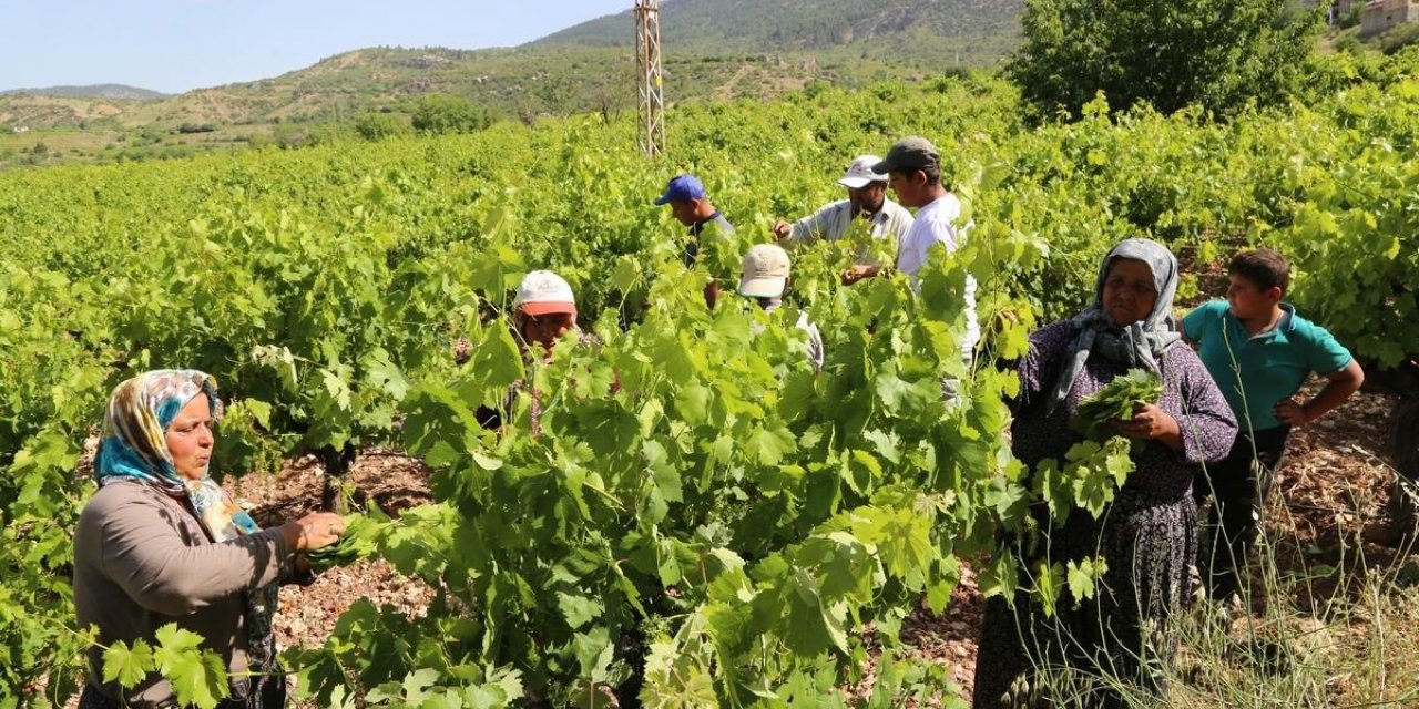 Konya’da üzüm yaprağı hasadı başladı