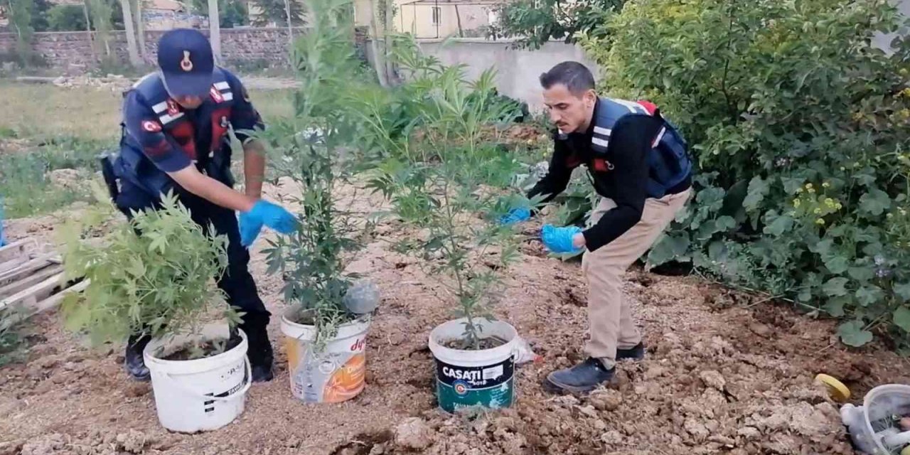 Kova kova kenevir ekimine jandarma baskını