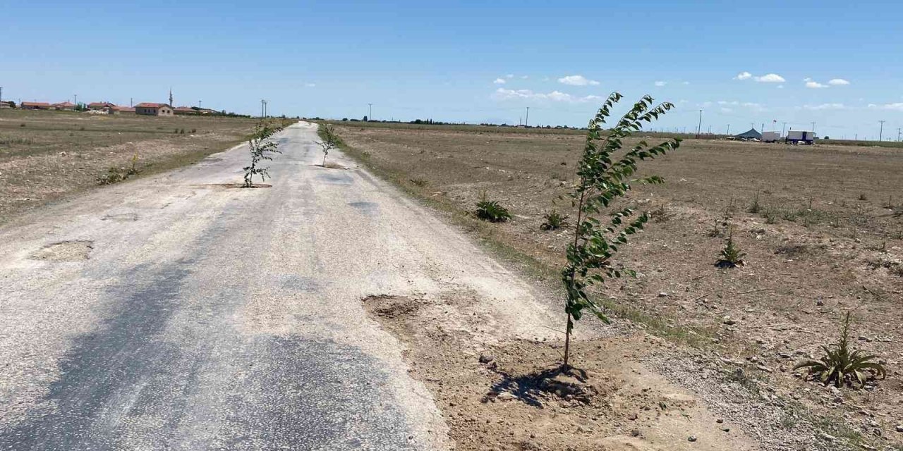 Bozuk yola dikkat çekmek için ağaç diktiler