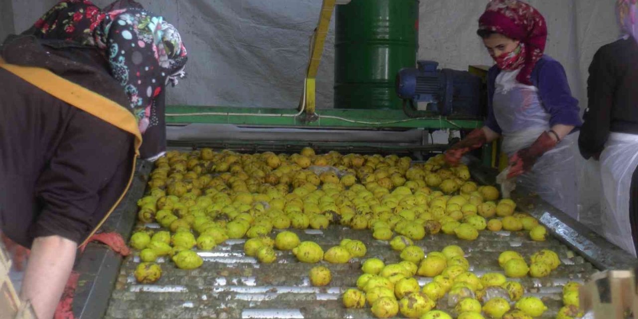 150 bin ton limon sevkiyatı devam ediyor