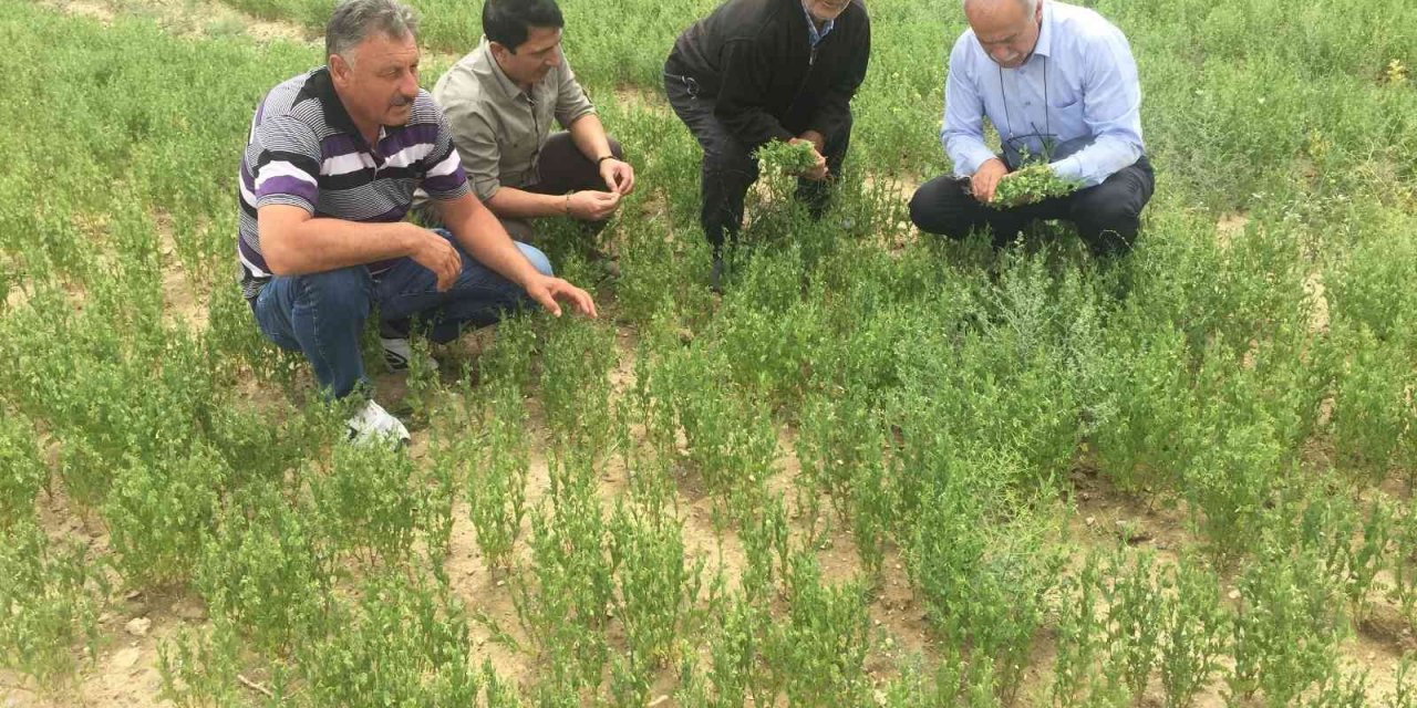 Kulu’da bu yıl mercimek, nohut ve kimyonda yüksek rekolte bekleniyor