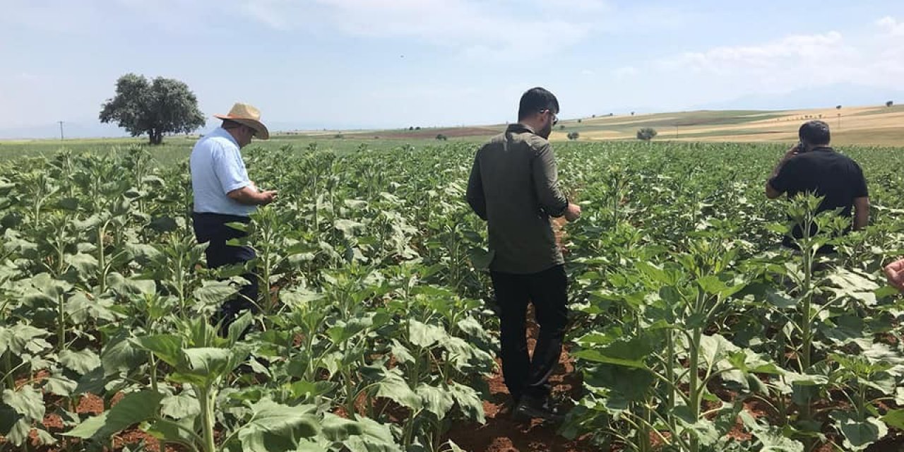 Beyşehir ve Hüyük’te yağlık ayçiçeği ekimi yapılan kıraç alanlarda inceleme