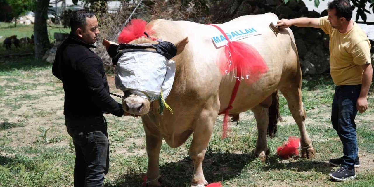 Yaklaşık 2 ton ağırlığındaki tosun, 120 bin liradan satışa çıktı