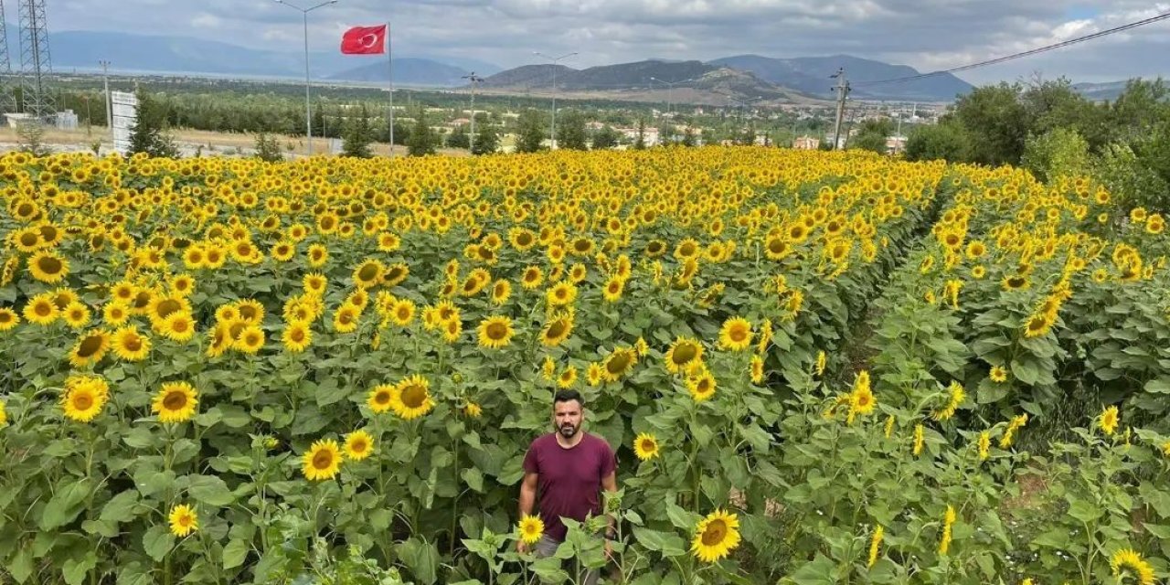 Konya'da ayçiçeği ekili alanlarda çayır tırtılı çalışmaları sürüyor