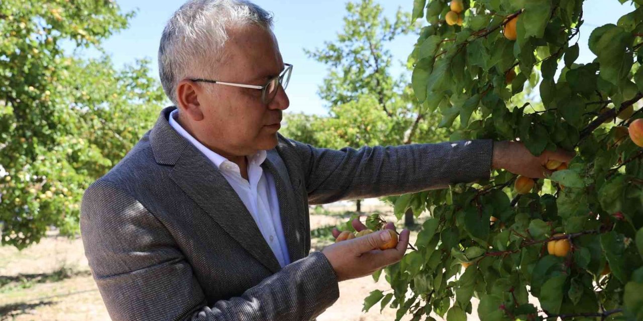 İhraçlık kayısı hasadı başladı