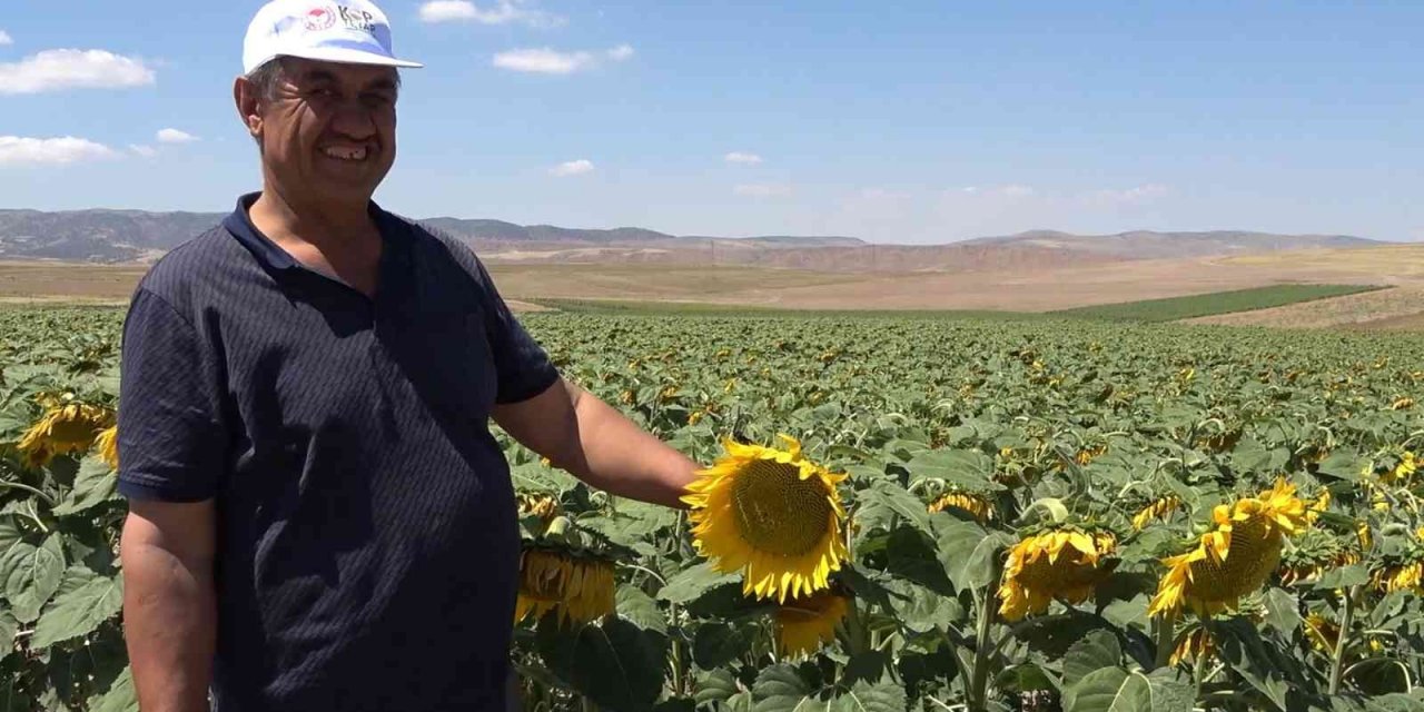 Yağlık ayçiçeği tarlaları yüzleri güldürdü: Çiftçi yüksek verim bekliyor