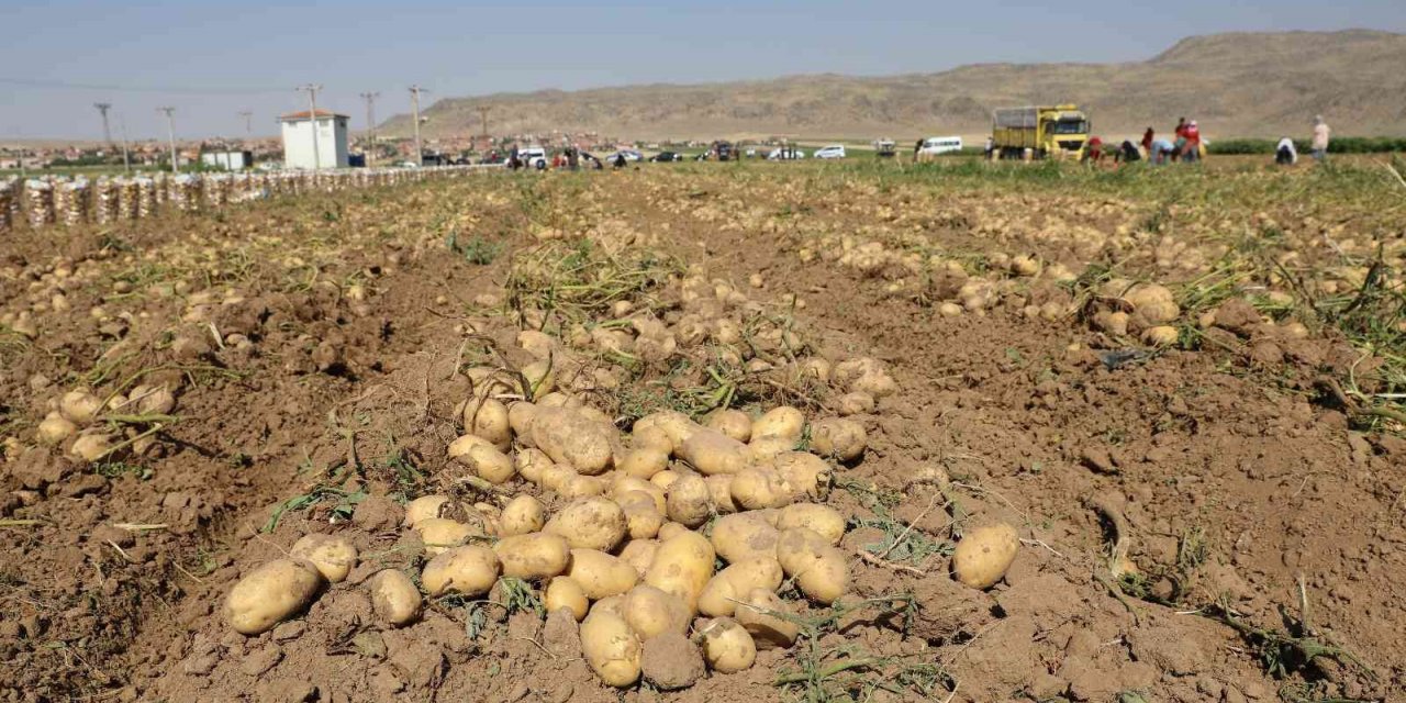 Vali Koç, çiftçilerle patates hasadı yaptı