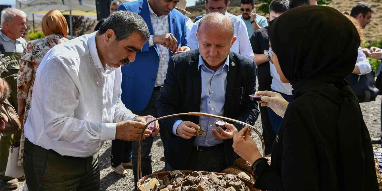 ABB’nin yetişmesinde teknik destek verdiği aronya ikinci hasadını verdi