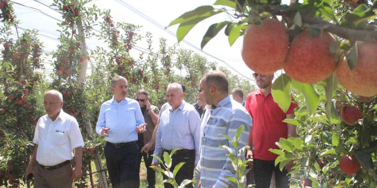 Türkiye’nin elma deposu Karaman’da hasat başladı