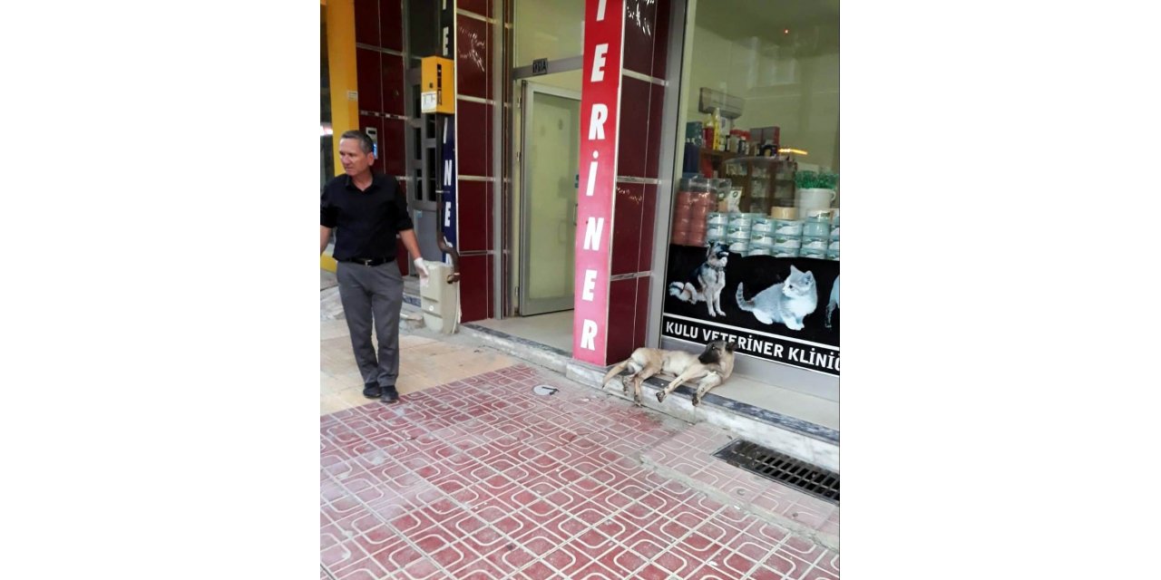 Otomobil sürücüsü çarptığı köpeği veterinere götürüp tedavi ettirdi