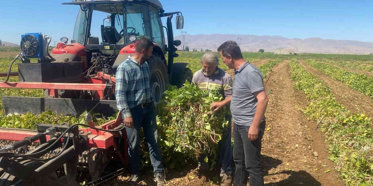 Niğde’de kuru fasulye ve barbunyada 65 bin ton rekolte bekleniyor