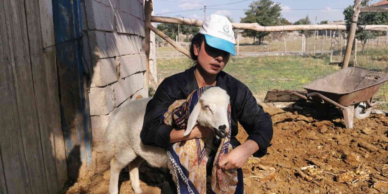 Genç kız kendisine alışamayan koyunlar için babası gibi giyinip türküler söylüyor