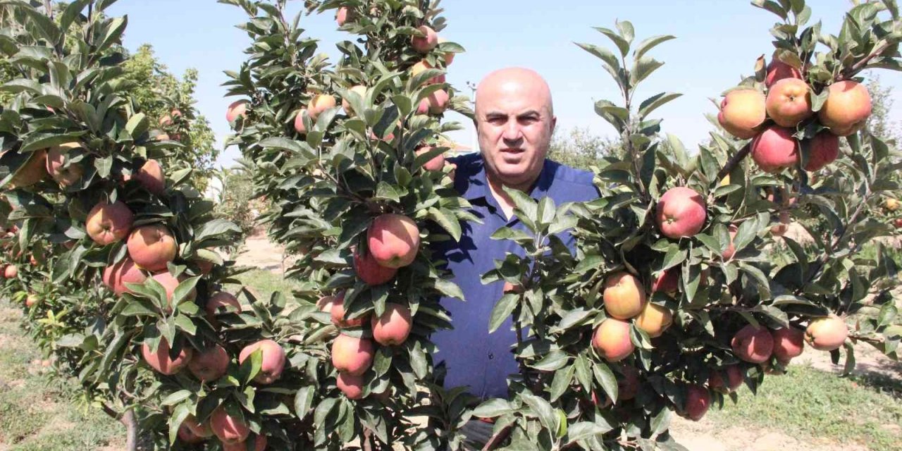 Karaman’da dalları elma bastı