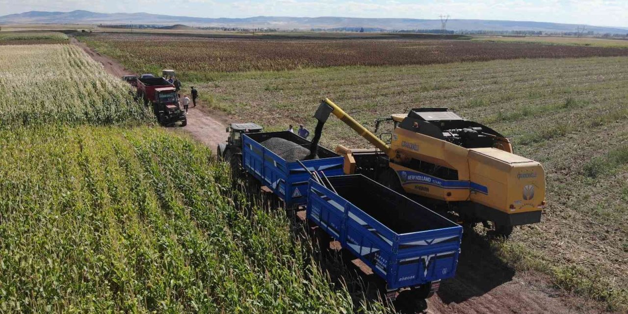 250 bin dekarlık tohumluk ayçiçeğin hasadına başlandı