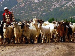 Artık her önüne gelen çoban olamayacak