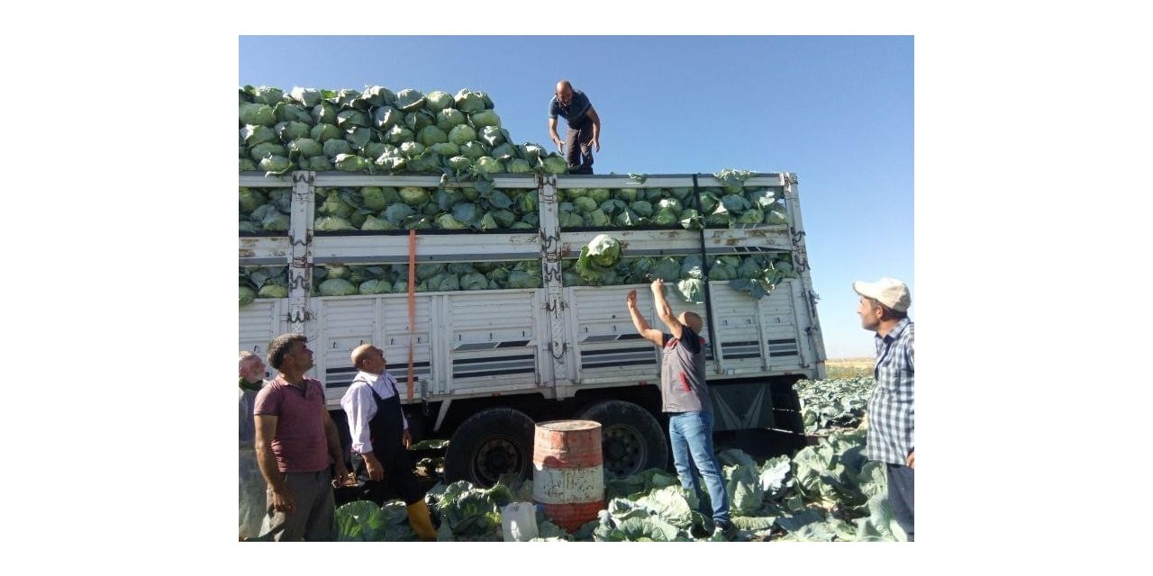 Niğde’de 130 bin ton lahana rekoltesi bekleniyor