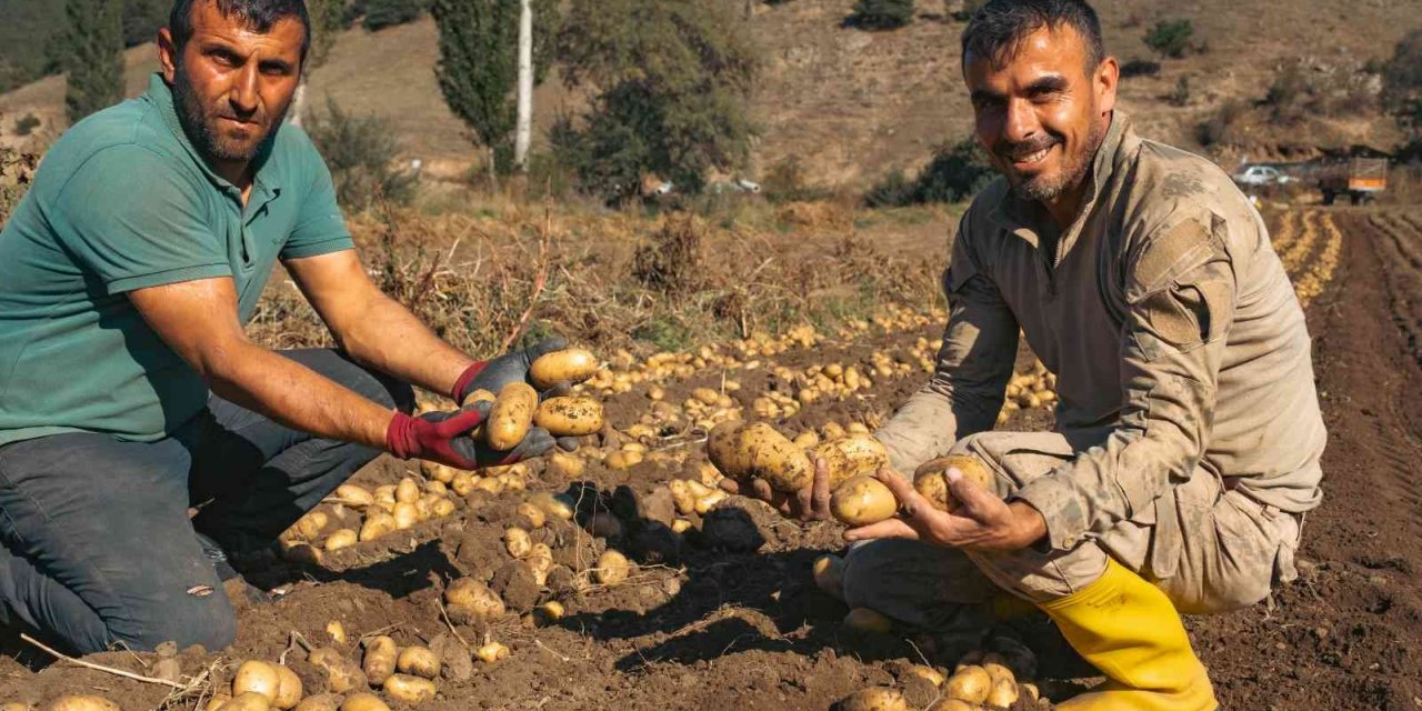 Patateste 40 bin tona yakın rekolte bekleniyor