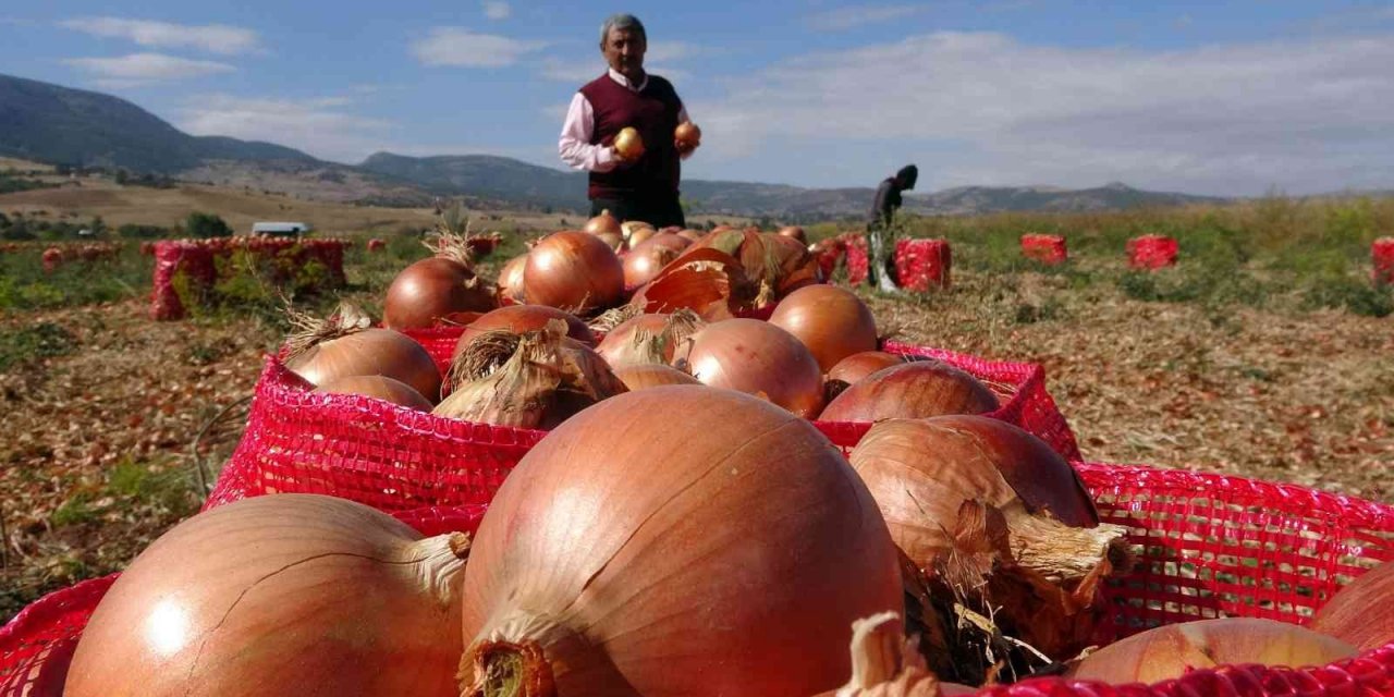 Soğan rekoltesi ve fiyatıyla üreticinin yüzünü güldürdü