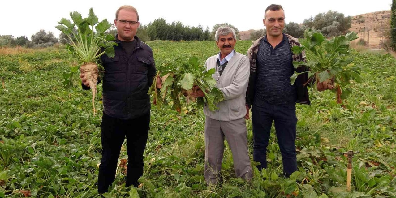 Yozgat’ta şekerpancarında 1 milyon 750 bin ton rekolte bekleniyor