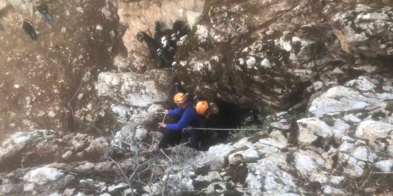 Mahsur kalan keçileri AFAD ekipleri kurtardı