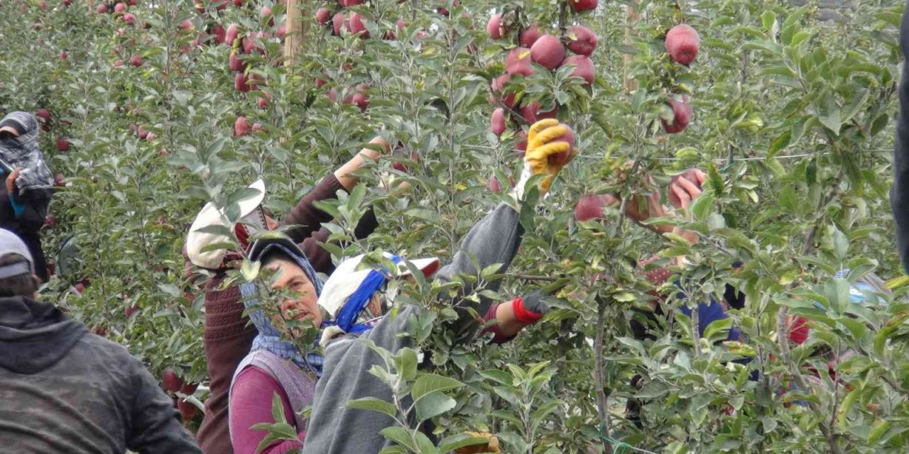 Niğde’de 650 bin ton elma rekoltesi bekleniyor